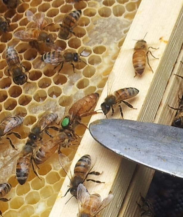 Les bienfaits de la Propolis - Trésor de la ruche - Produit rare - Bon pour le corps - Ruche - Abeilles - Produit naturel - Blog - article - Secrets de Miel