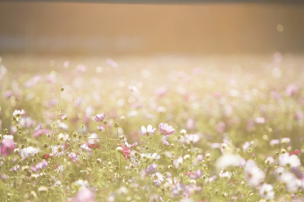 Se soigner naturellement pendant la saison des pollens