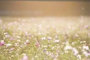 Se soigner naturellement pendant la saison des pollens Se soigner naturellement pendant la saison des pollens