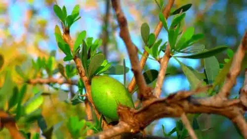 Bienfaits de l'huile d'argan - bon pour la santé - pour les cheveux - pour la peau -produits naturels - Secrets de Miel