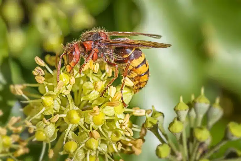 Piqûre de frelon comment la soigner ? Secrets de Miel