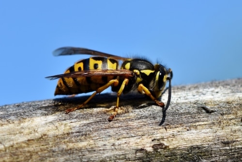 Comment soigner une piqûre de frelon ?