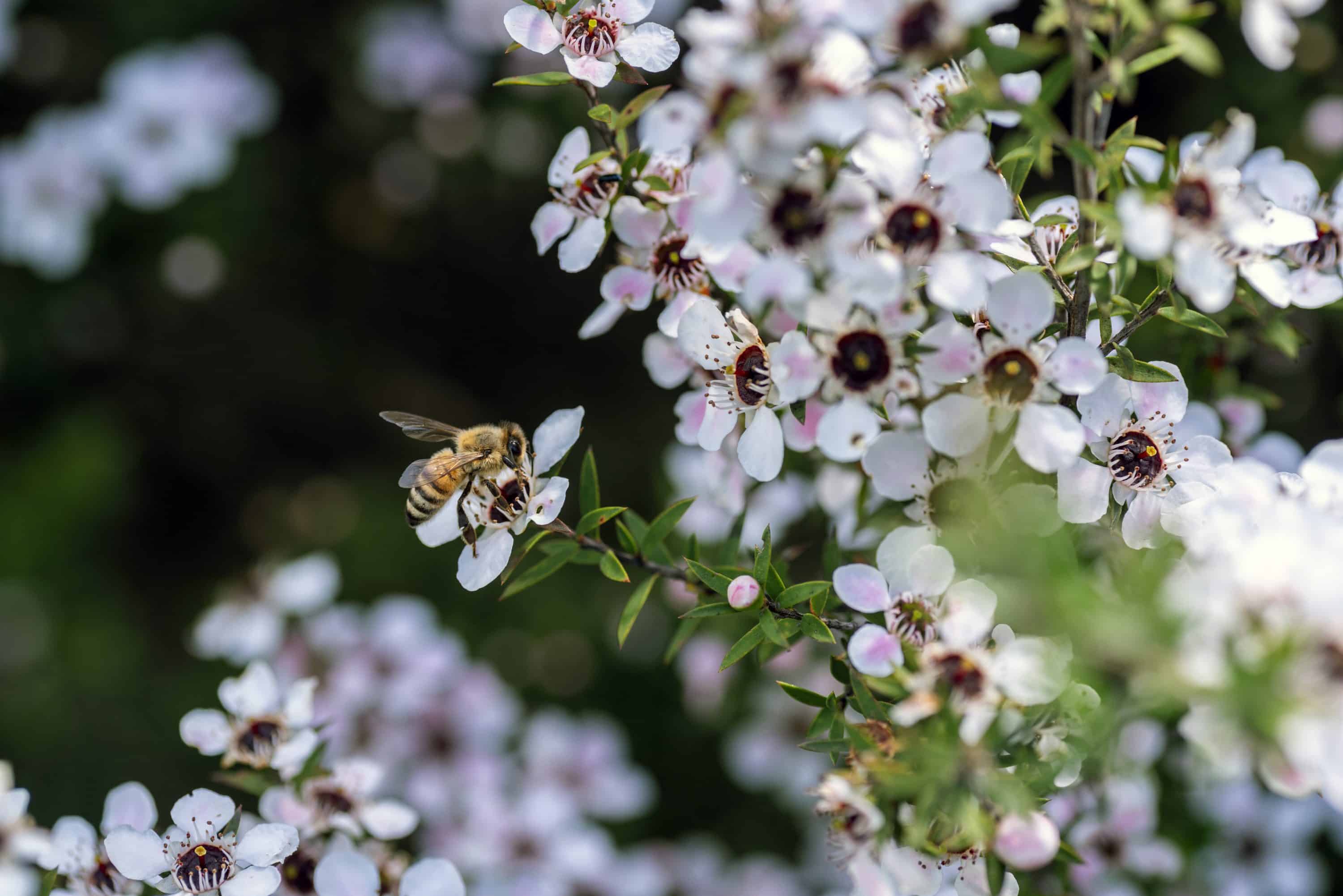 Abeille - miel de Manuka