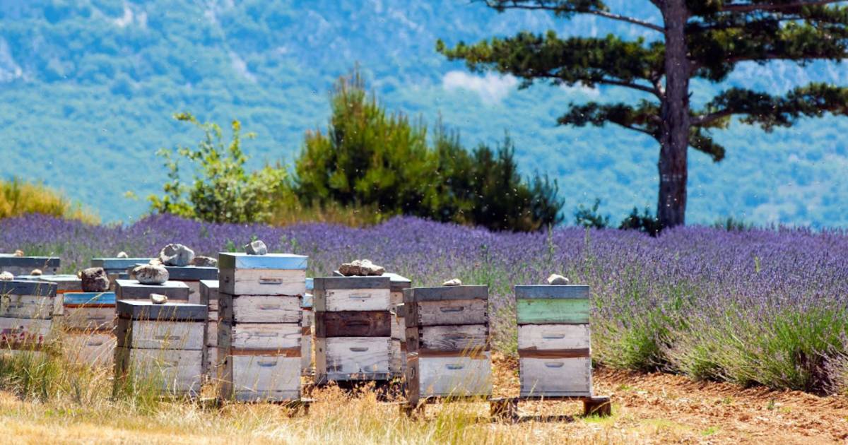 ruche, apiculture, abeilles, miel