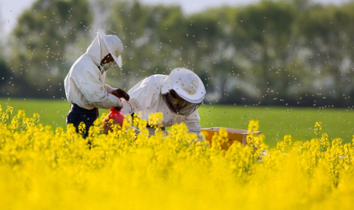 apiculture