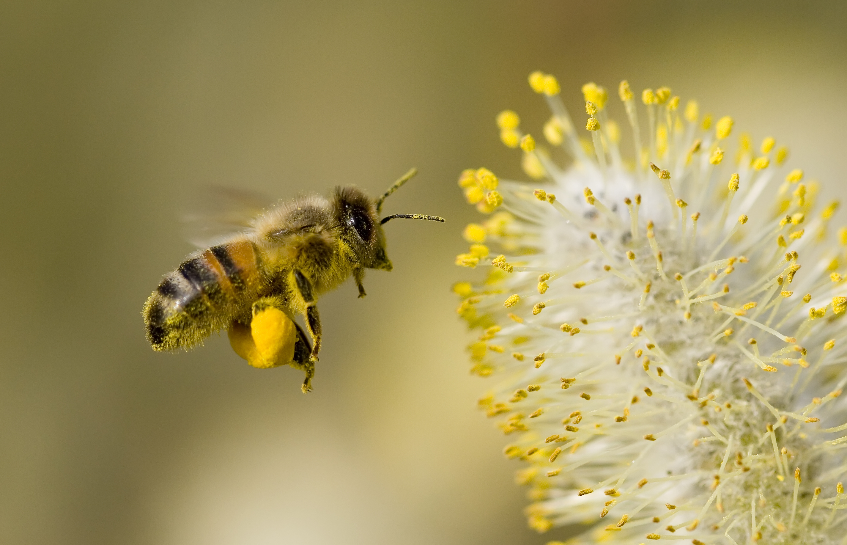 pollen, abeille