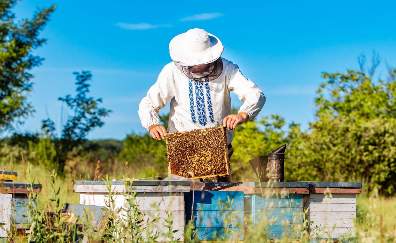 Quand récolter le miel ? Nous vous dévoilons nos secrets ! Secrets de Miel