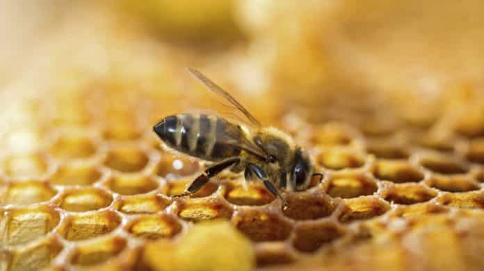 abeille dans sa ruche 696x391 1