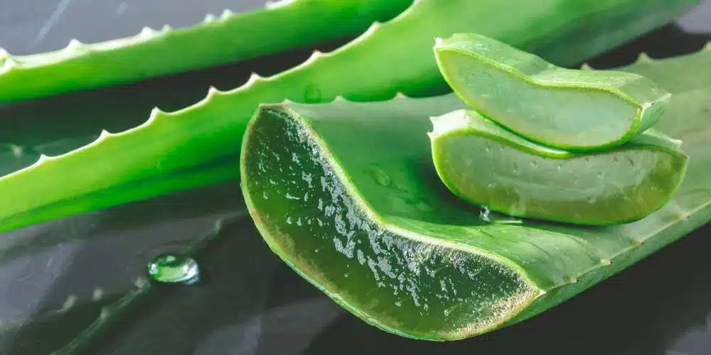 les feuilles de laloe