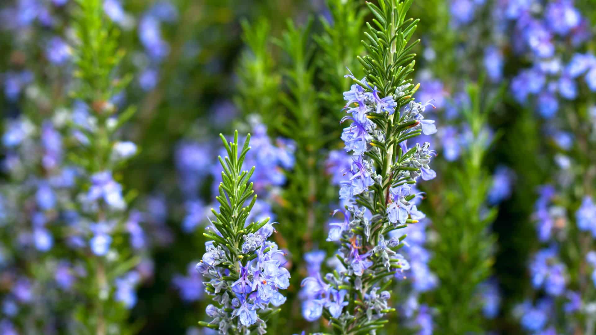 Hypertension : la tisane de romarin comme remède naturel