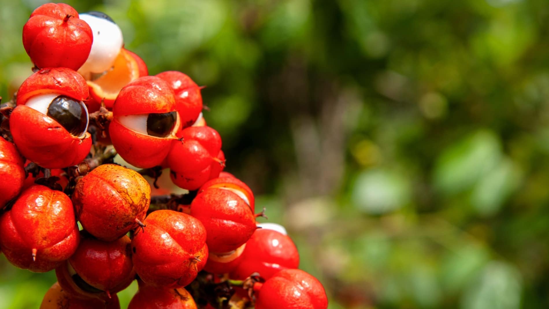 Bienfaits Du Guarana Pour La Sant Beaut Et Minceur Secrets De Miel bienfaits-du-guarana-pour-la-sant-beaut-et-minceur-secrets-de-miel