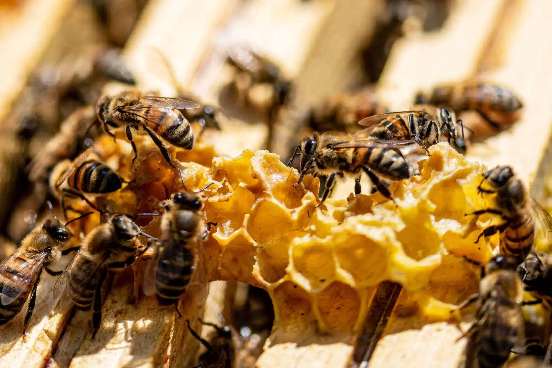 La cire d'abeille et ses bienfaits en cosmétique