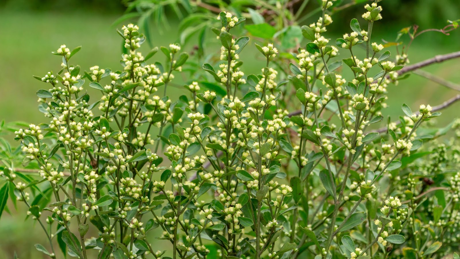 propolis verte