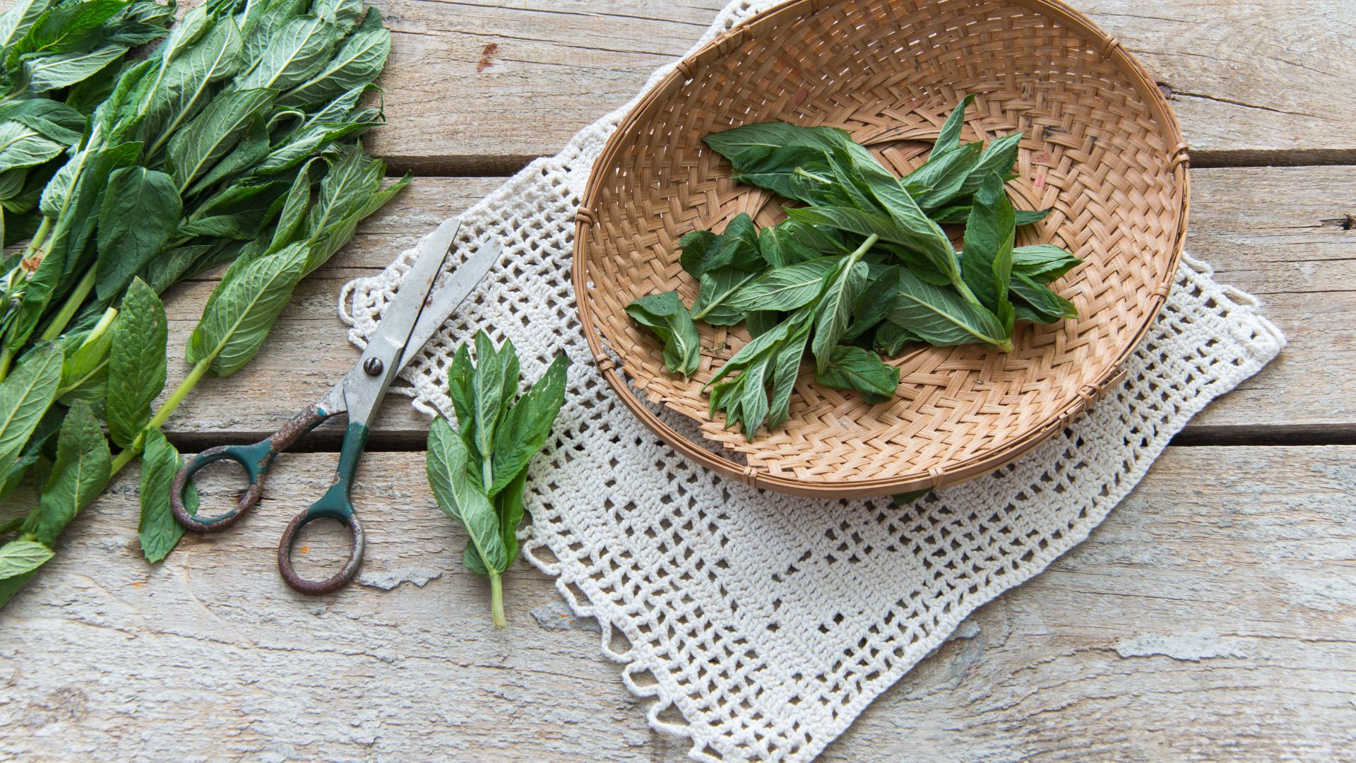 feuilles_menthe_poivree