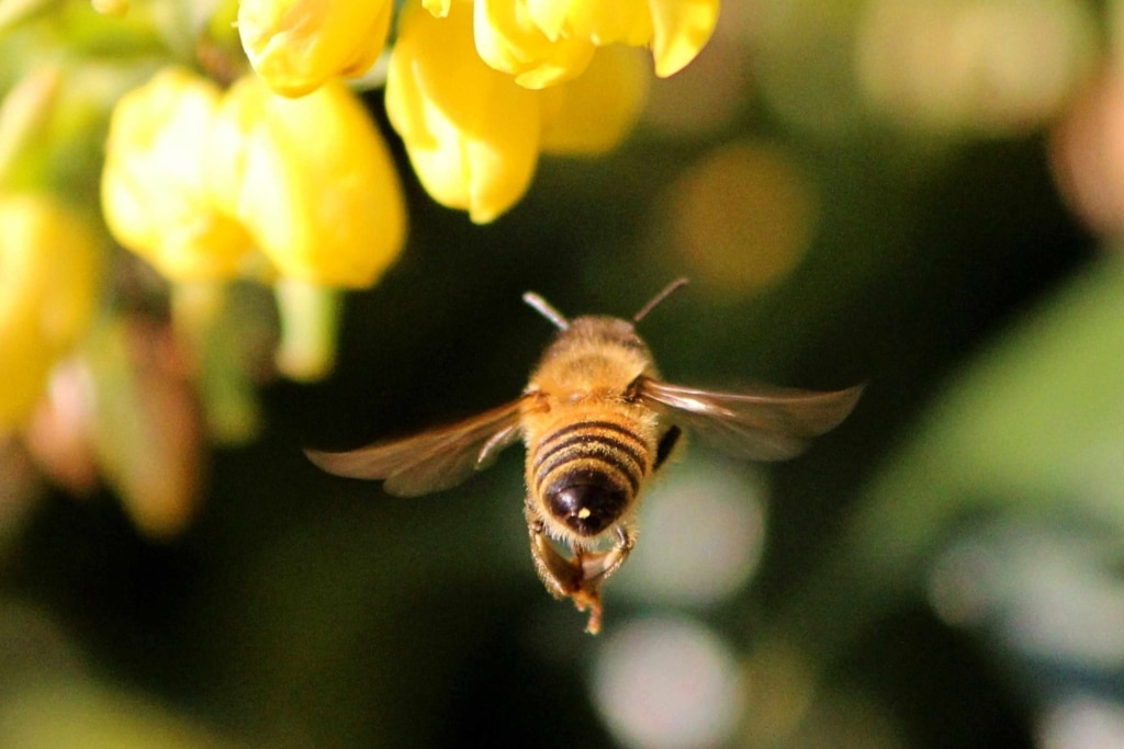 nectar abeille