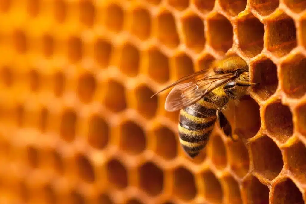 Formation apiculture en ligne : le guide pour bien choisir sa formation 8 abeille alveole