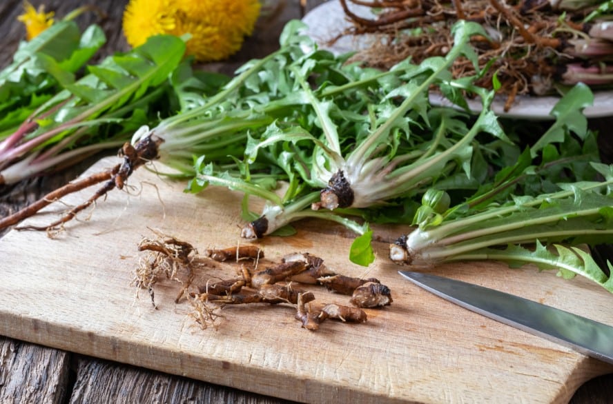 manger_racine_pissenlit