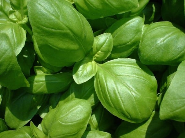 Tous les bienfaits du basilic - Secrets de Miel