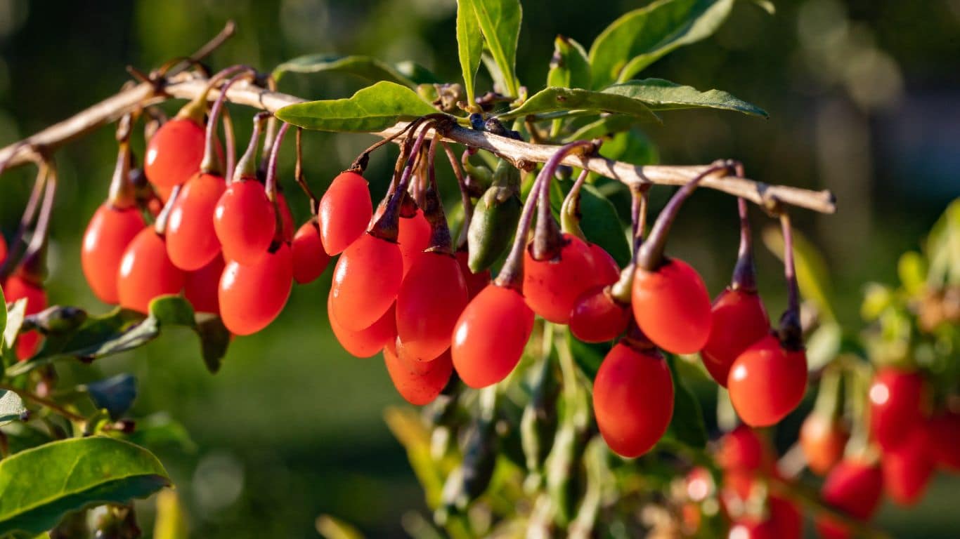 baies de goji