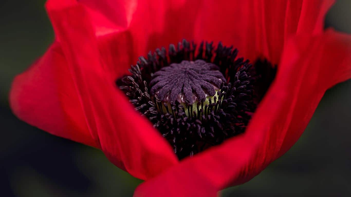 Coquelicot1