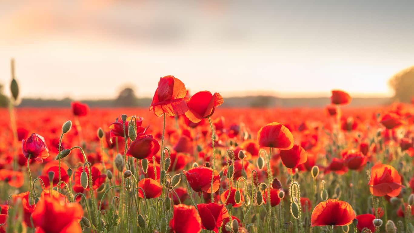 Coquelicot2