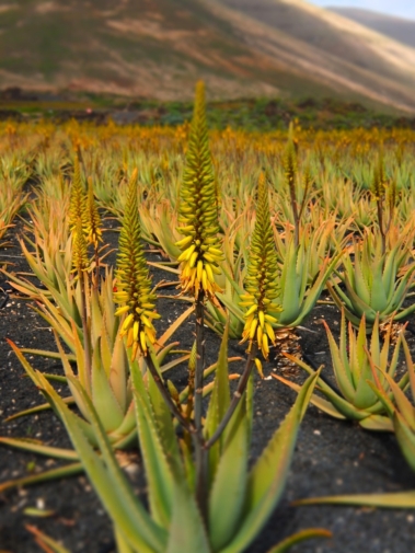 vendeuse_domicile_aloe_vera