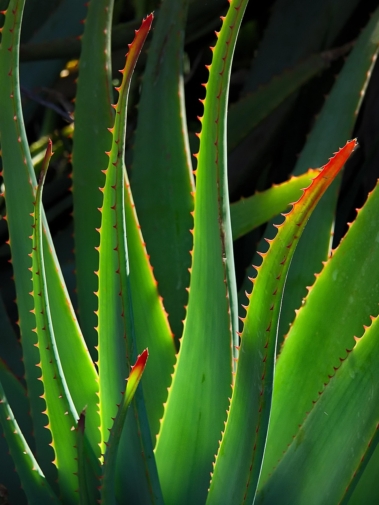 VDI_aloe