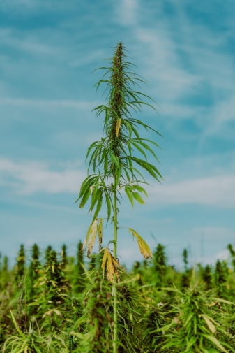 bienfaits_huile_chanvre