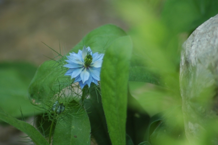 bienfaits_huile_nigelle