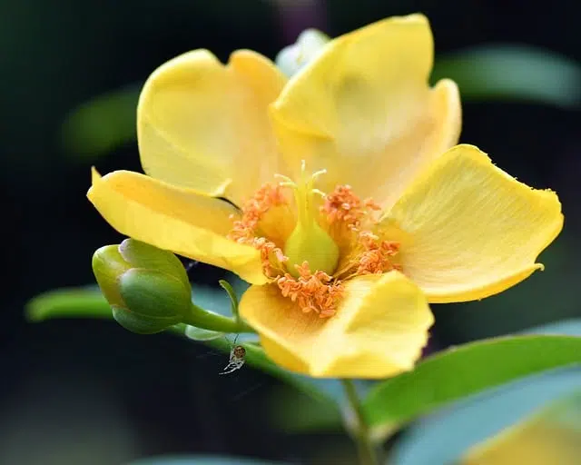 Quel traitement naturel pour la dépression saisonnière ? 5 millepertuis